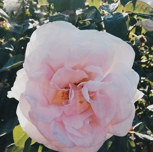 Meet your Posher, Vanessa